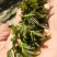 花椒芽菜，大红袍麻味十足