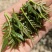 花椒芽菜，大红袍麻味十足