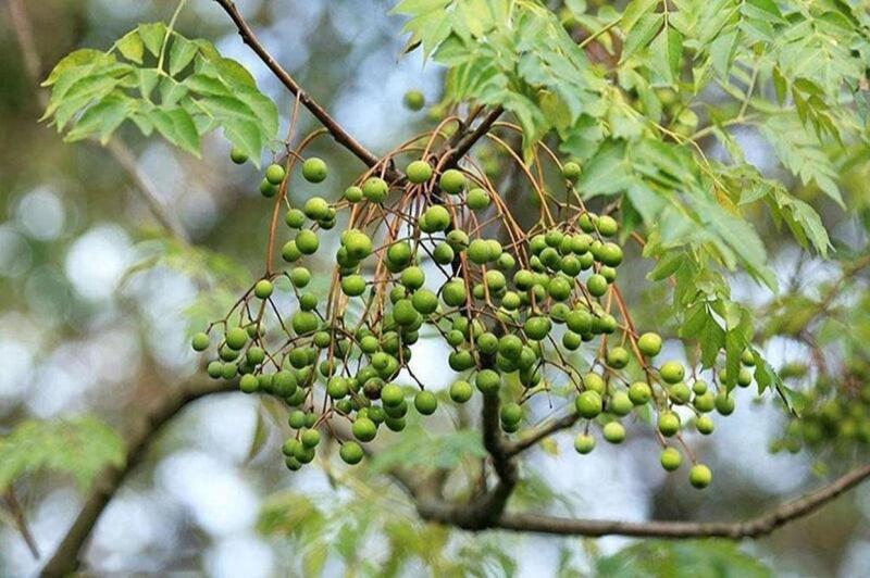山东苦楝子树代农村收出售规格齐全
