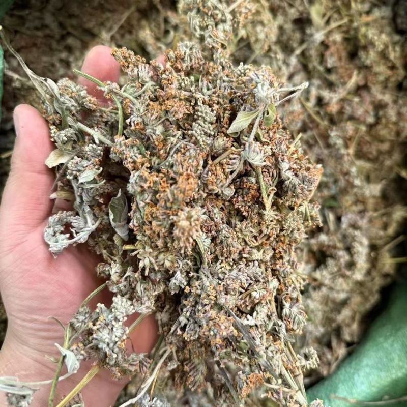 正品密蒙花新货云南密蒙花茶蜜蒙花染饭花中药材批发零售