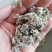 正品密蒙花新货云南密蒙花茶蜜蒙花染饭花中药材批发零售