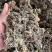正品密蒙花新货云南密蒙花茶蜜蒙花染饭花中药材批发零售