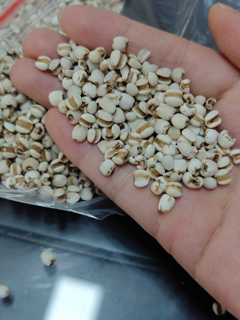 贵州新货薏米仁小薏米仁薏苡仁无硫实物拍摄一手货源价美质优