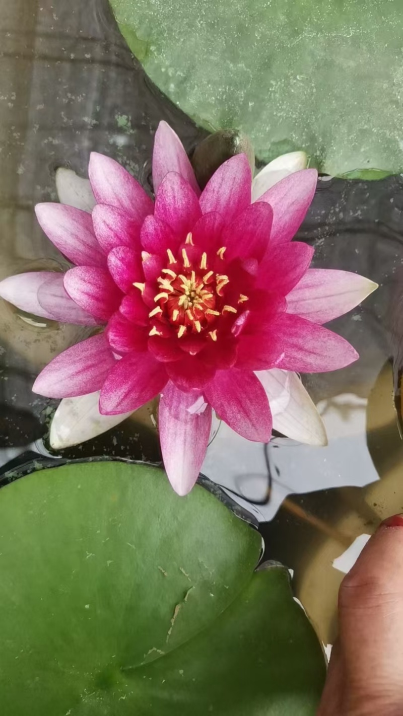 睡莲