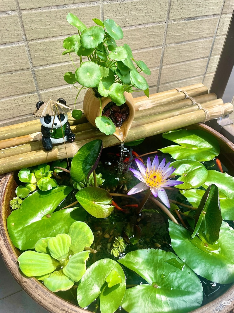 睡莲