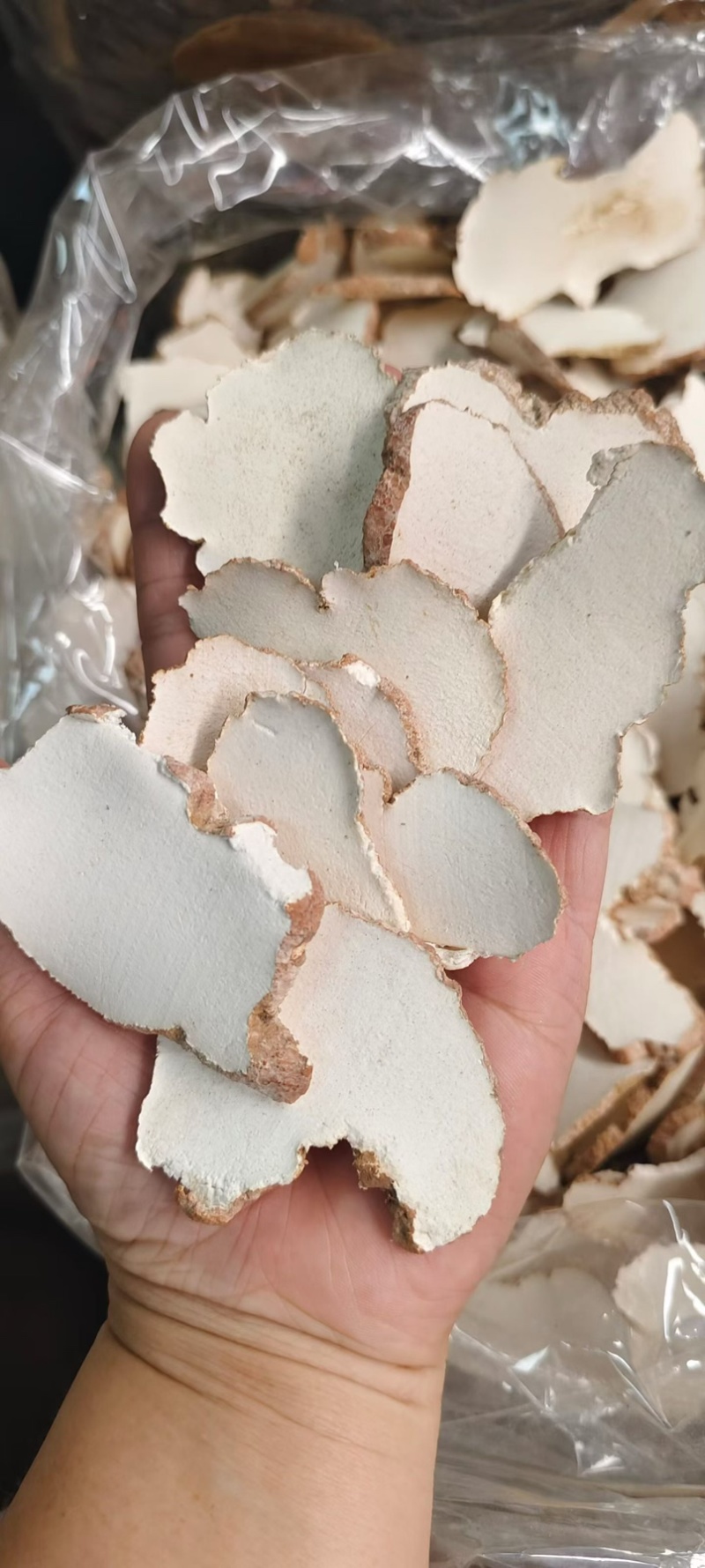 虎乳菌大片批发煲汤养生虎奶菌新货虎奶菇规格齐全无碎供应货