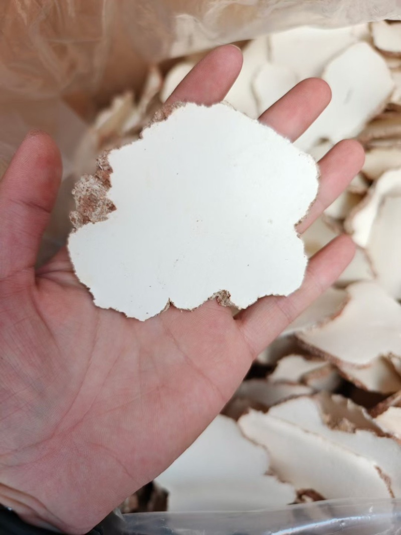 虎乳菌大片批发煲汤养生虎奶菌新货虎奶菇规格齐全无碎供应货