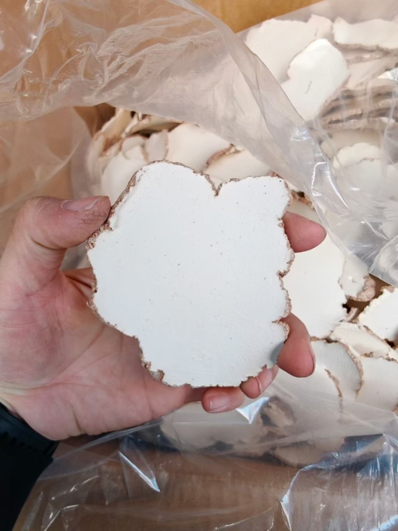 虎乳菌大片批发煲汤养生虎奶菌新货虎奶菇规格齐全无碎供应货