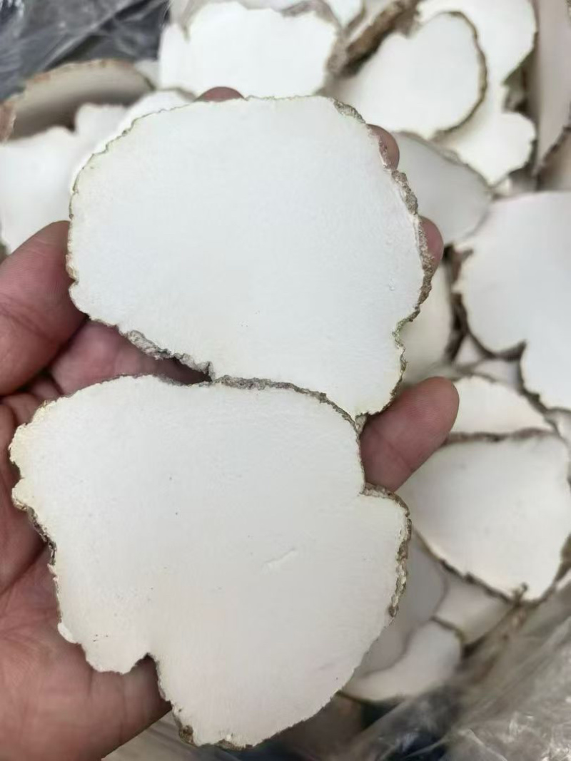 虎乳菌大片批发煲汤养生虎奶菌新货虎奶菇规格齐全无碎供应货