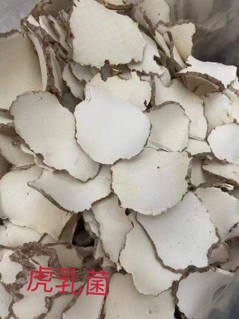 虎乳菌大片批发煲汤养生虎奶菌新货虎奶菇规格齐全无碎供应货