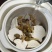 虎乳菌大片批发煲汤养生虎奶菌新货虎奶菇规格齐全无碎供应货