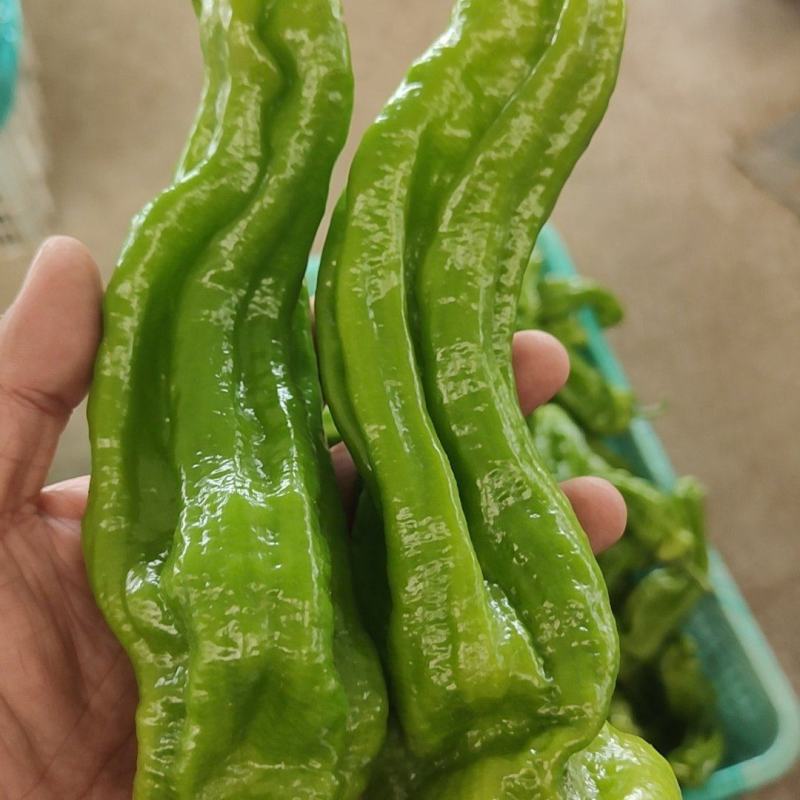 精品5号辣椒