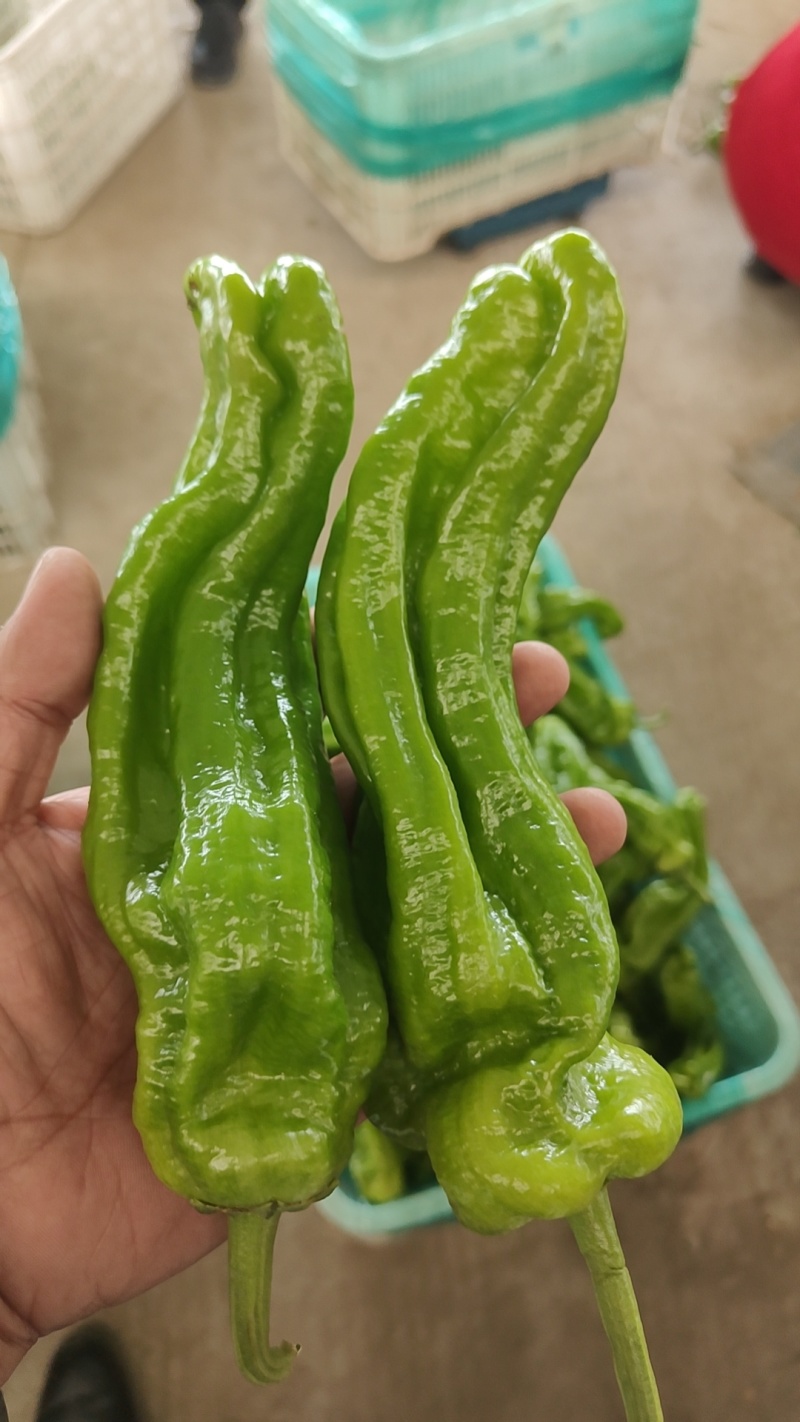 精品5号辣椒