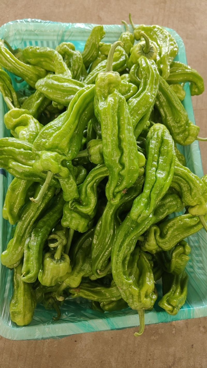 精品5号辣椒