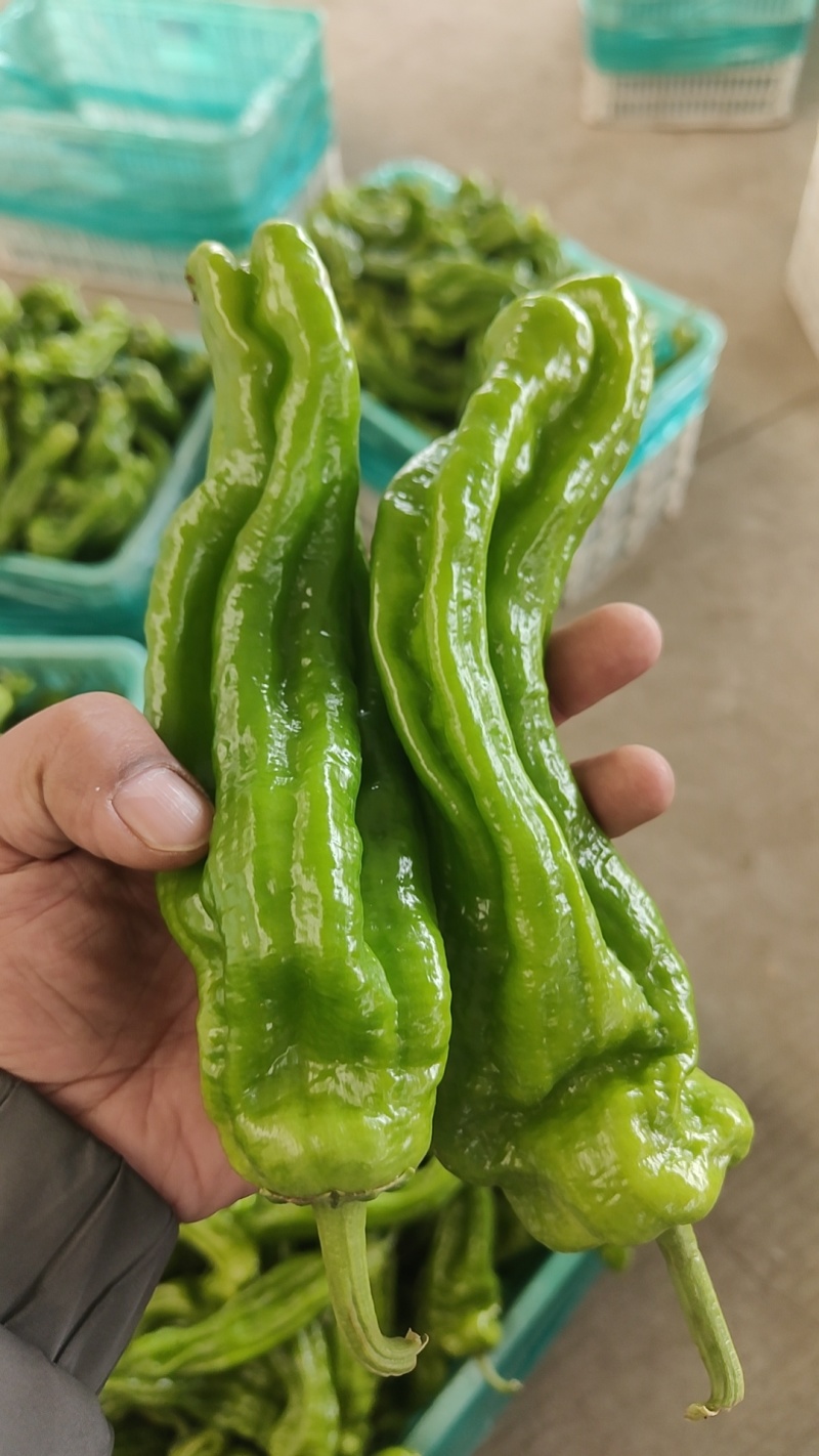 精品5号辣椒