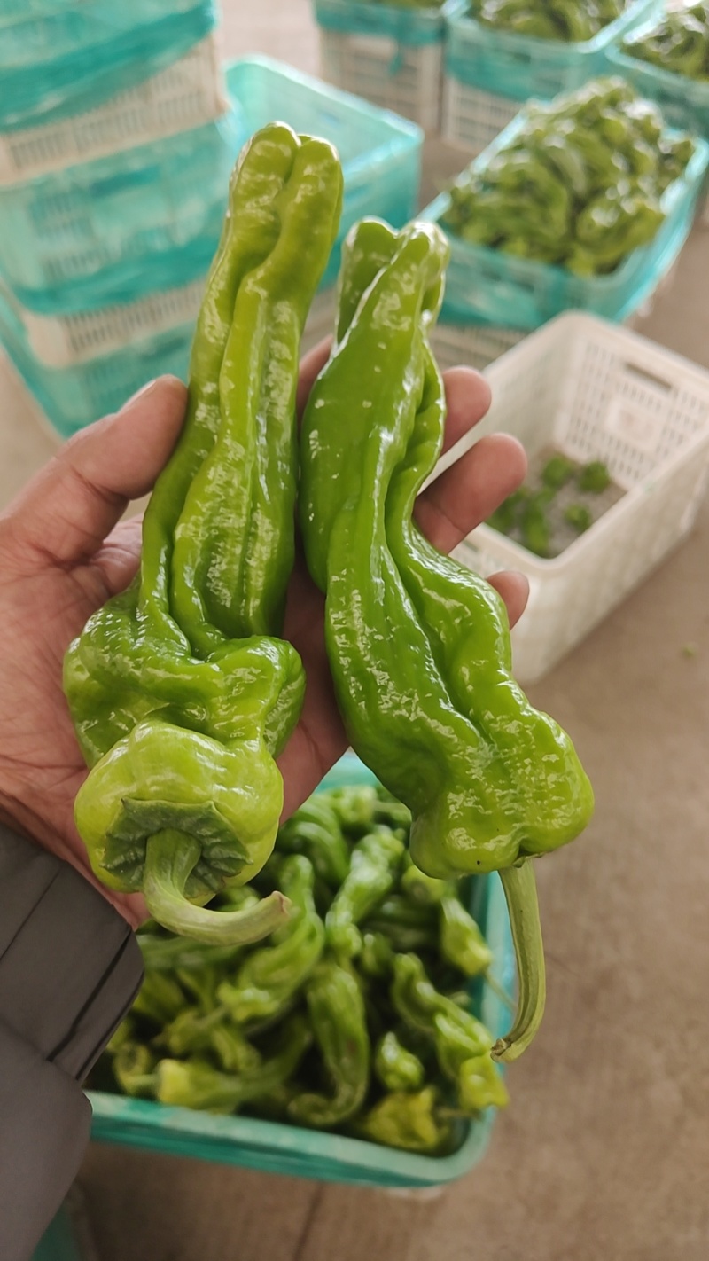 精品5号辣椒