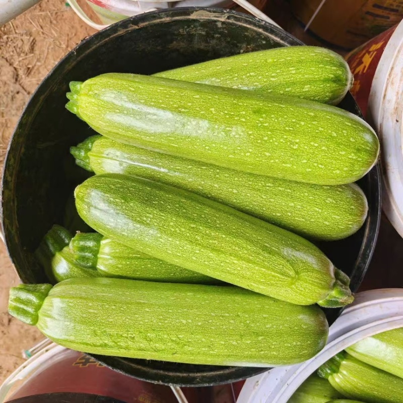 山东莘县西葫芦中国蔬菜**县新鲜采摘源头发货