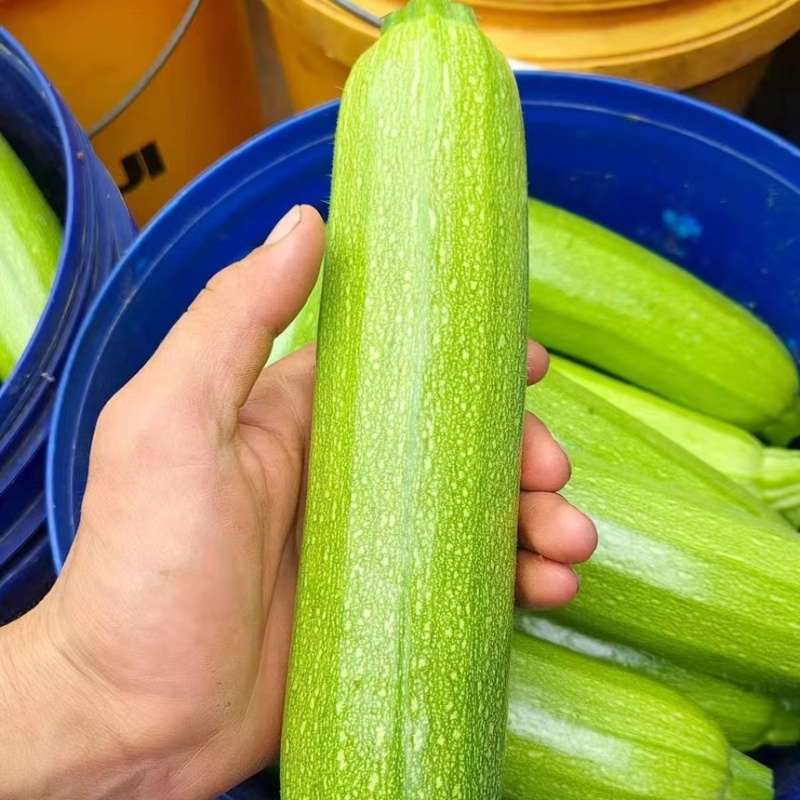 山东莘县西葫芦中国蔬菜**县新鲜采摘源头发货