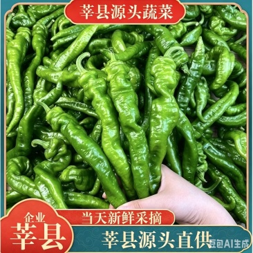 山东莘县精品螺丝椒大量现货产地整车批发