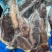 高质量茄仔参规格齐全厂家直发可定做