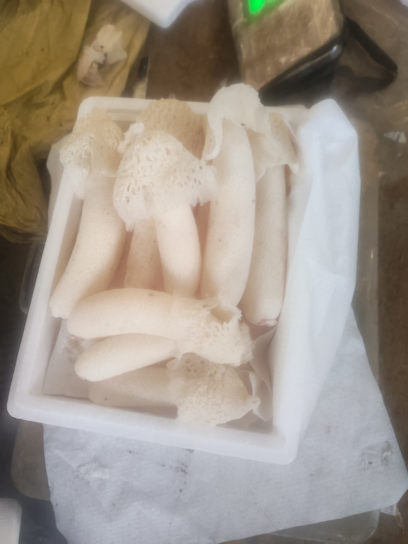 新鲜红托竹荪
