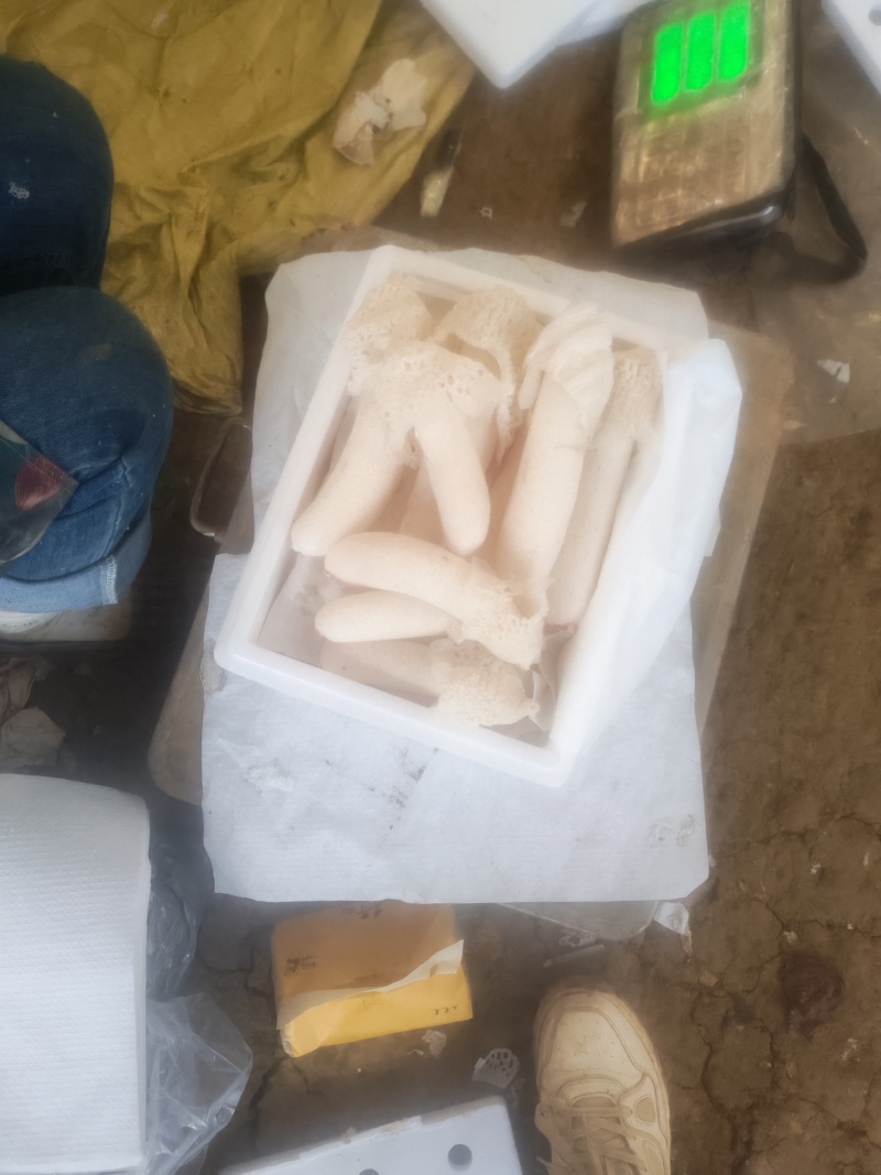 新鲜红托竹荪