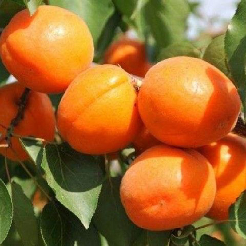 河北麦黄杏凯特杏菜籽杏大量上市中，货源充足，急需客商