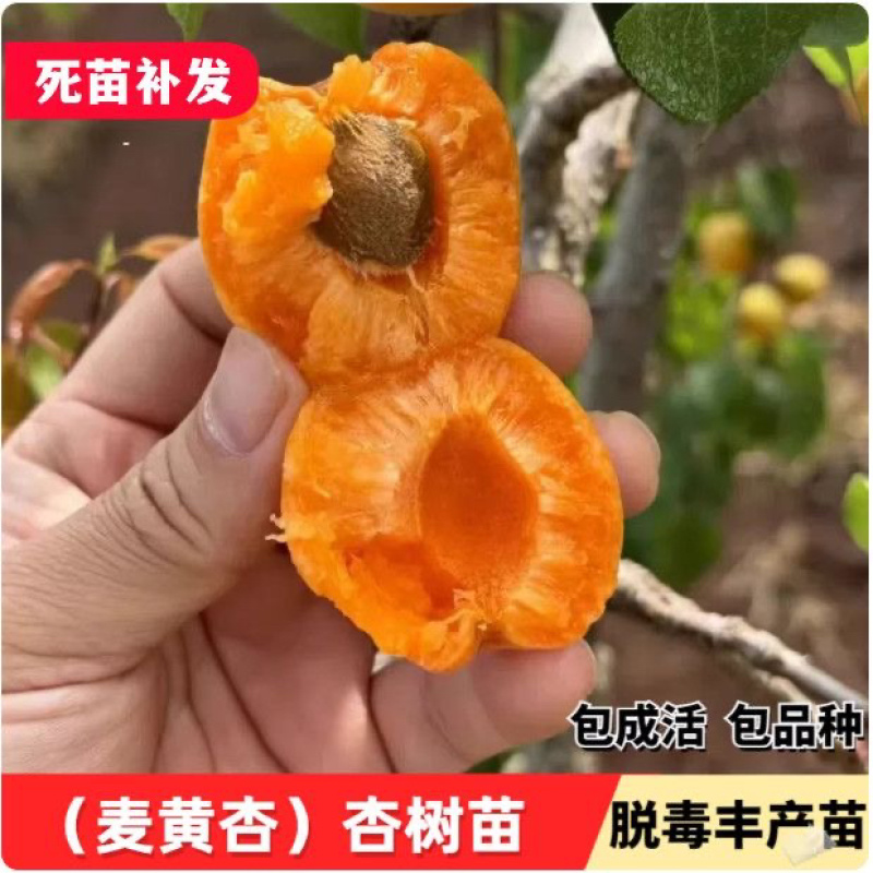 河北麦黄杏凯特杏菜籽杏大量上市中，货源充足，急需客商