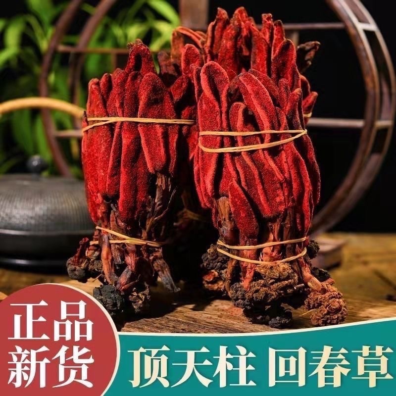 批发回春草泡茶起阳草战神云南正宗野生
