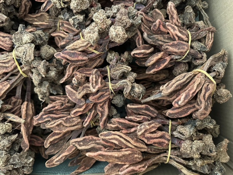 批发回春草泡茶起阳草战神云南正宗野生