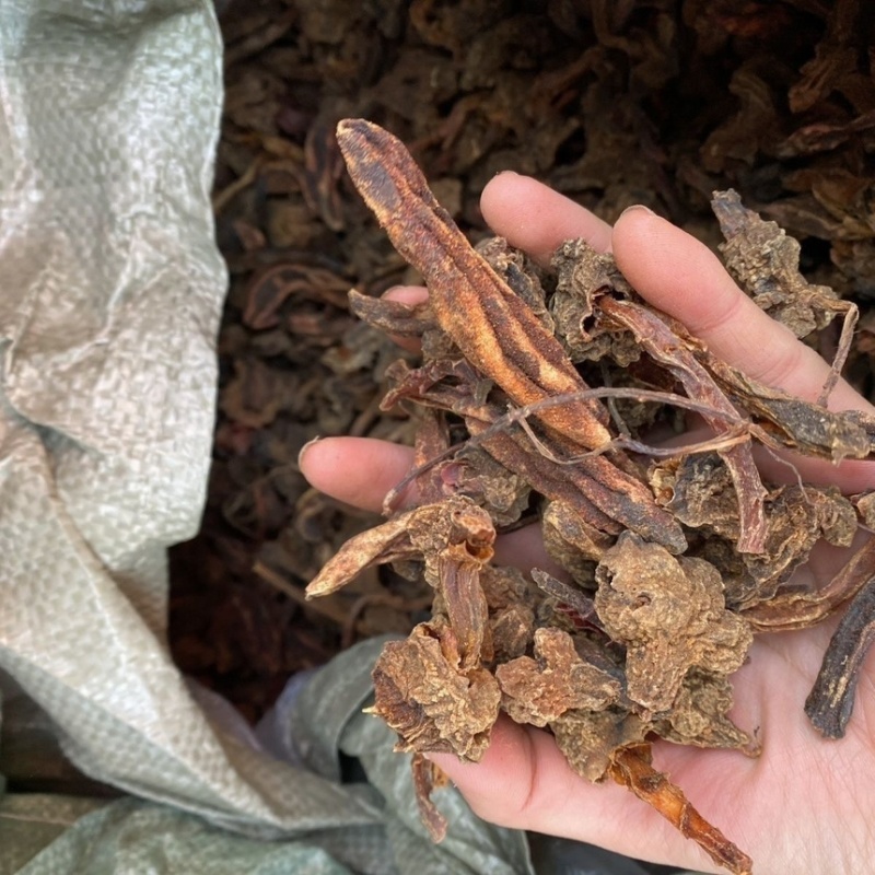 批发回春草泡茶起阳草战神云南正宗野生