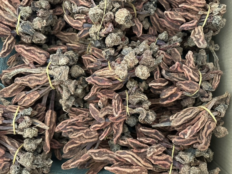 批发回春草泡茶起阳草战神云南正宗野生