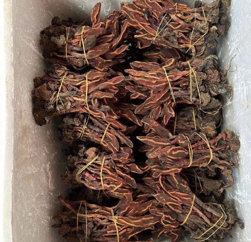 批发回春草泡茶起阳草战神云南正宗野生