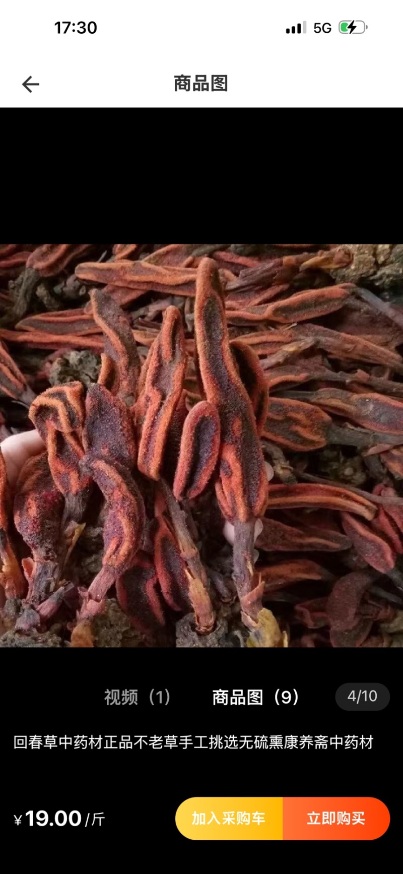 批发回春草泡茶起阳草战神云南正宗野生