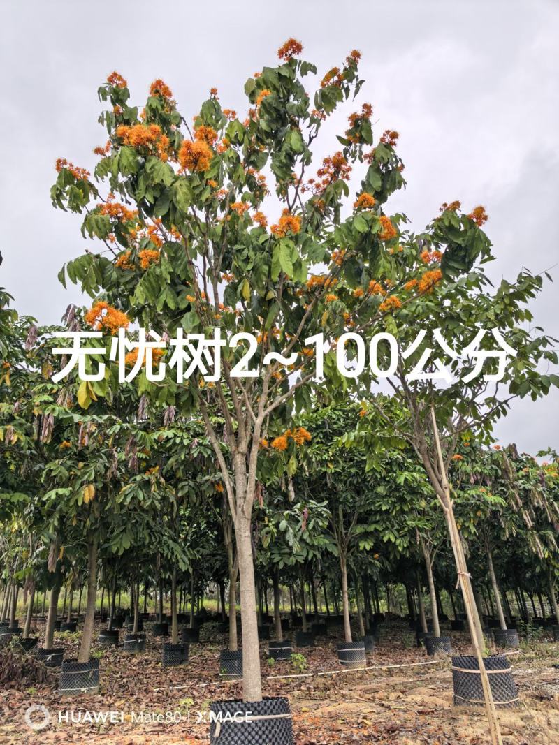 无忧树2~100公分大量出售