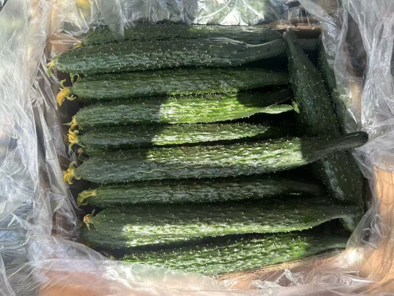 【推荐】亳州黄瓜密刺油亮青心产地直发货源充足质量