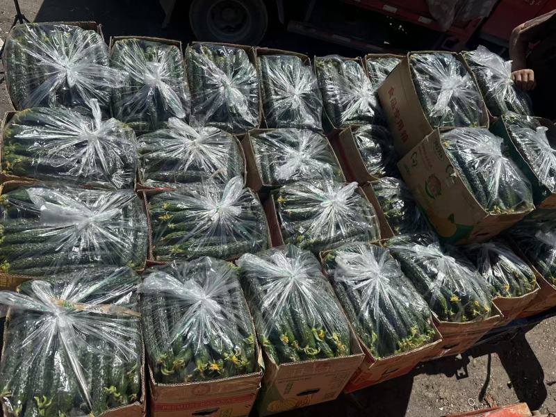 【推荐】亳州黄瓜密刺油亮青心产地直发货源充足质量