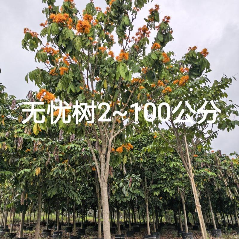 无忧树2~100公分大量出售