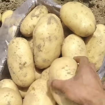 湖北土豆清甜可口价格美丽质量好走货快欢迎询价