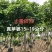 苹婆15～19分