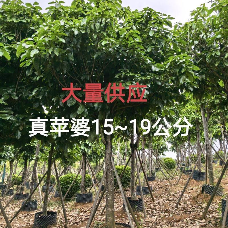 苹婆15～19分