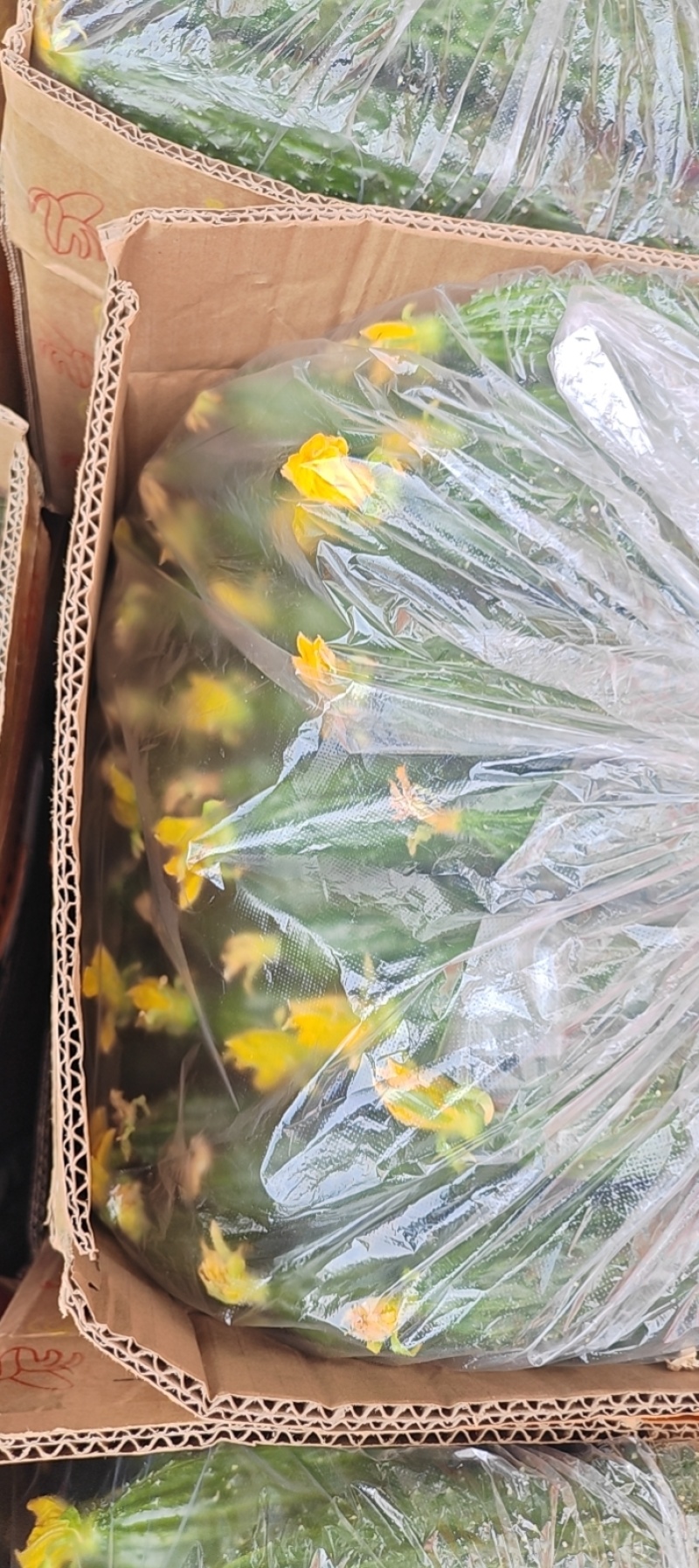 黄瓜，密刺青心干花油亮黄瓜，支持视频看货.产地直发