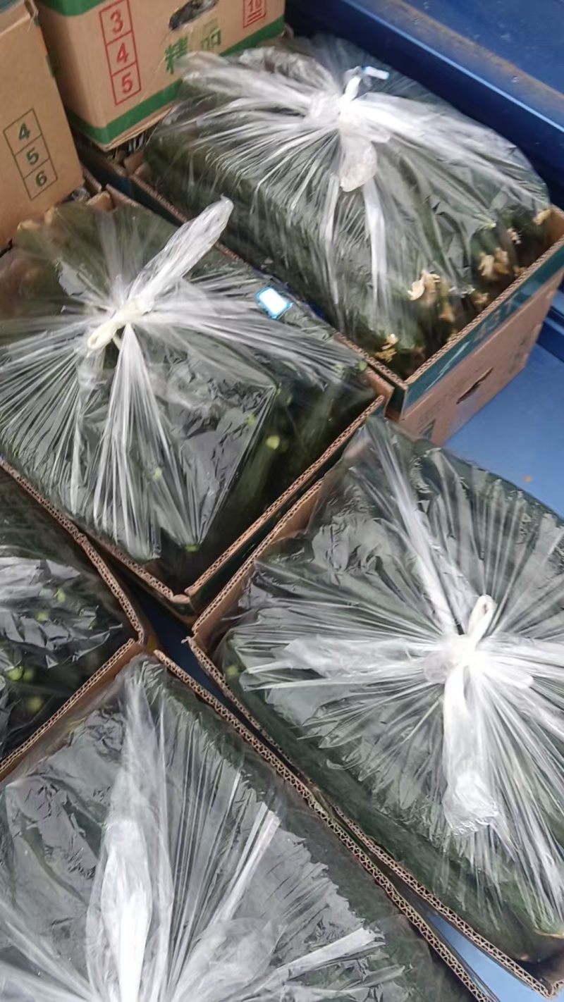 黄瓜，密刺青心干花油亮黄瓜，支持视频看货.产地直发