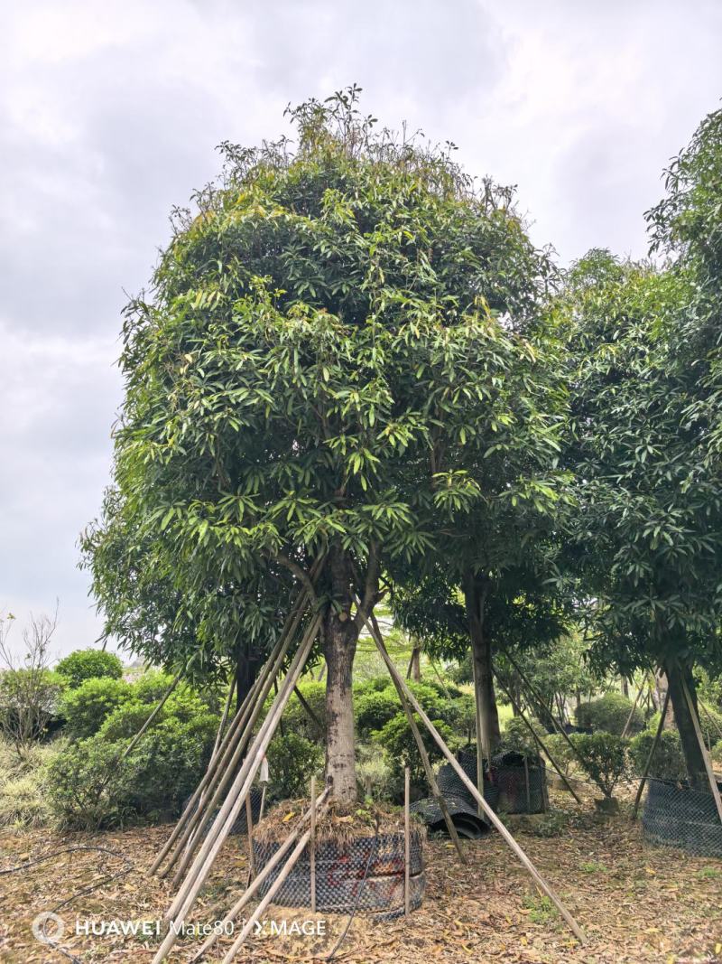 大量供应4~50公分扁桃袋苗假植苗