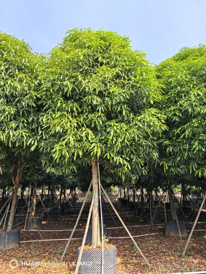 大量供应4~50公分扁桃袋苗假植苗