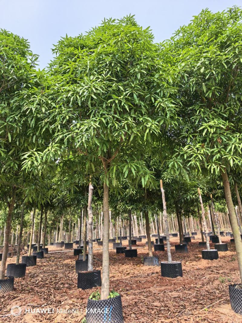 大量供应4~50公分扁桃袋苗假植苗