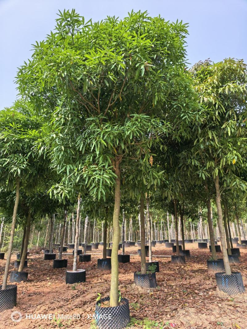 大量供应4~50公分扁桃袋苗假植苗