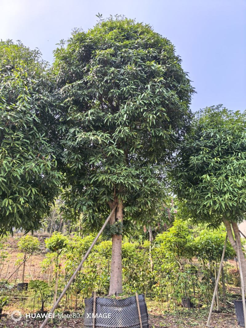 大量供应4~50公分扁桃袋苗假植苗