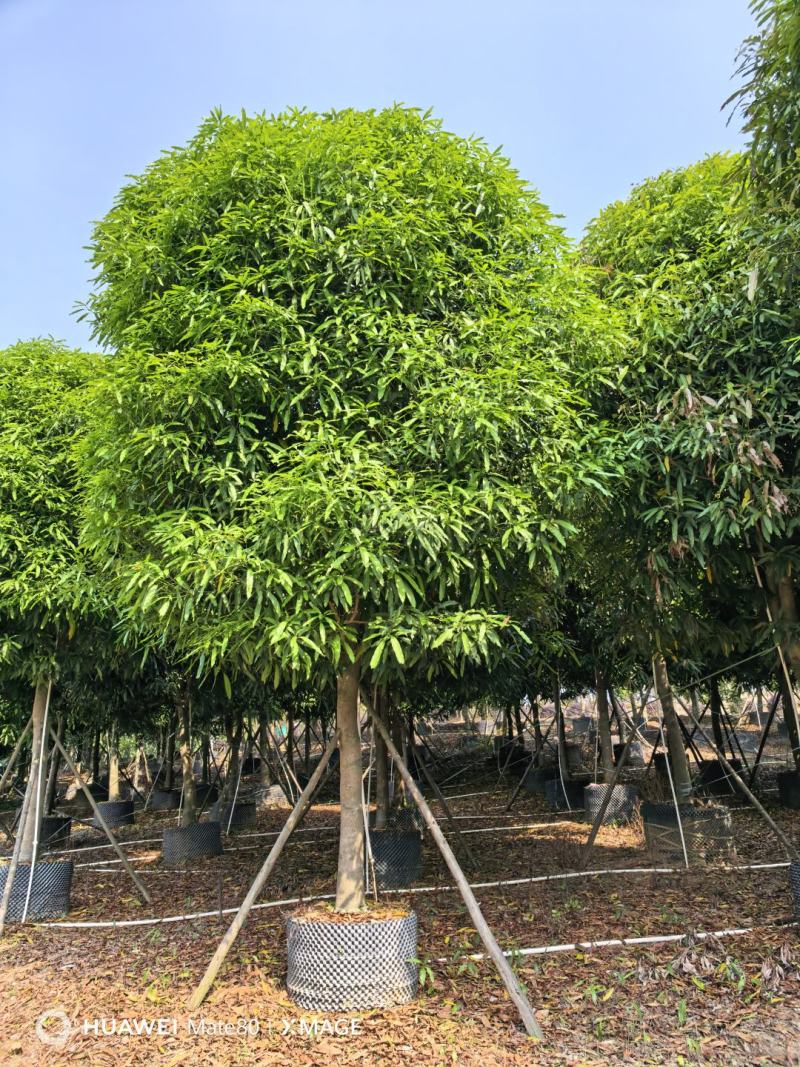 大量供应4~50公分扁桃袋苗假植苗