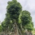 大量供应4~50公分扁桃袋苗假植苗